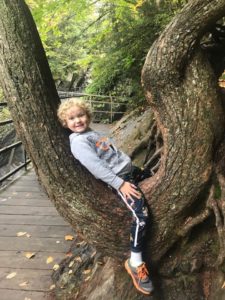 young boy sitting in a tree