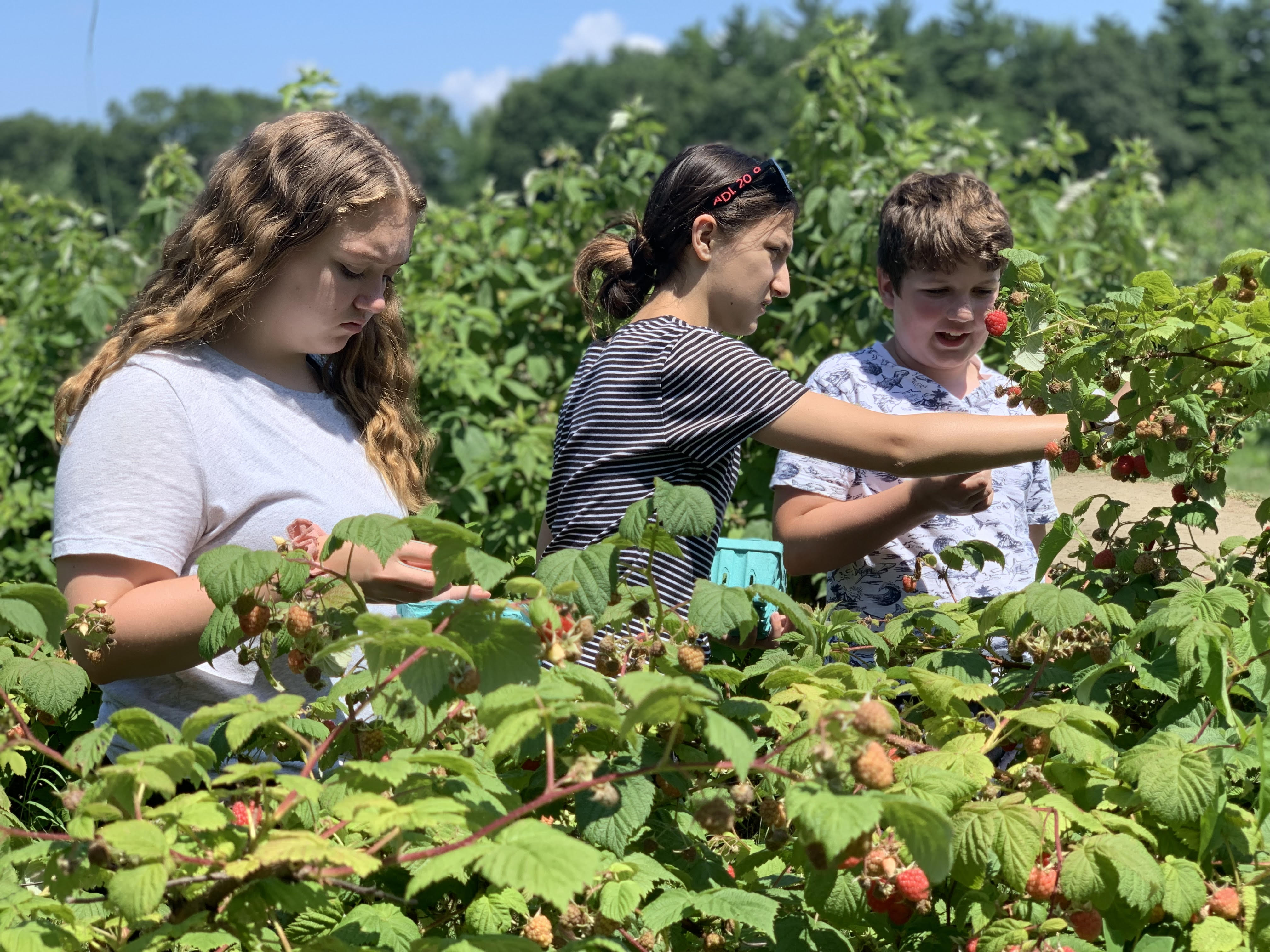 teens picking raspberries