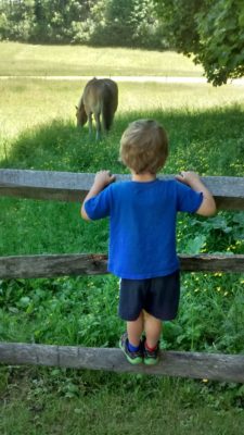 My son at Shelburne Farms; Boy observing a small horse grazing in a green field.