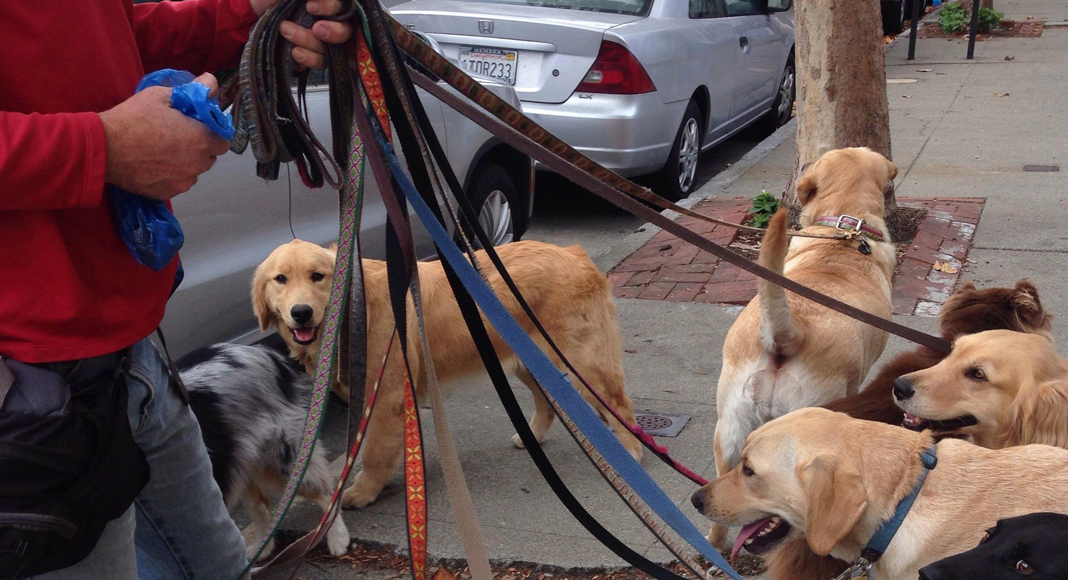 Dog Owners! Please Put a Leash on Your Dog! A Parent’s Plea dog on leashes