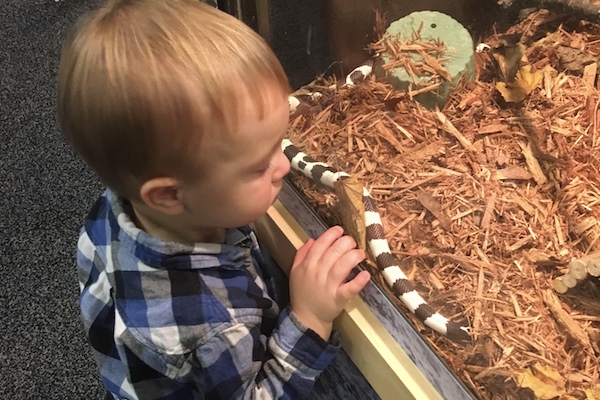 child looking at snack
