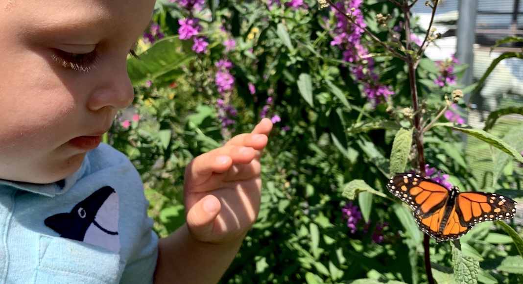 Family-Friendly Weekend Events in Vermont for March 2020 child with butterfly