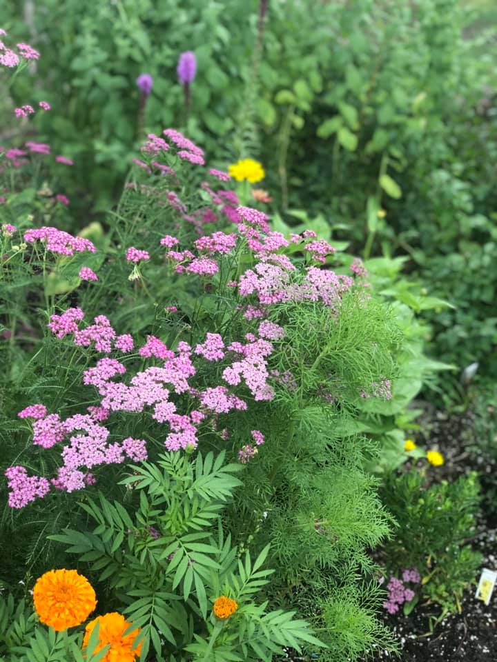 flowers