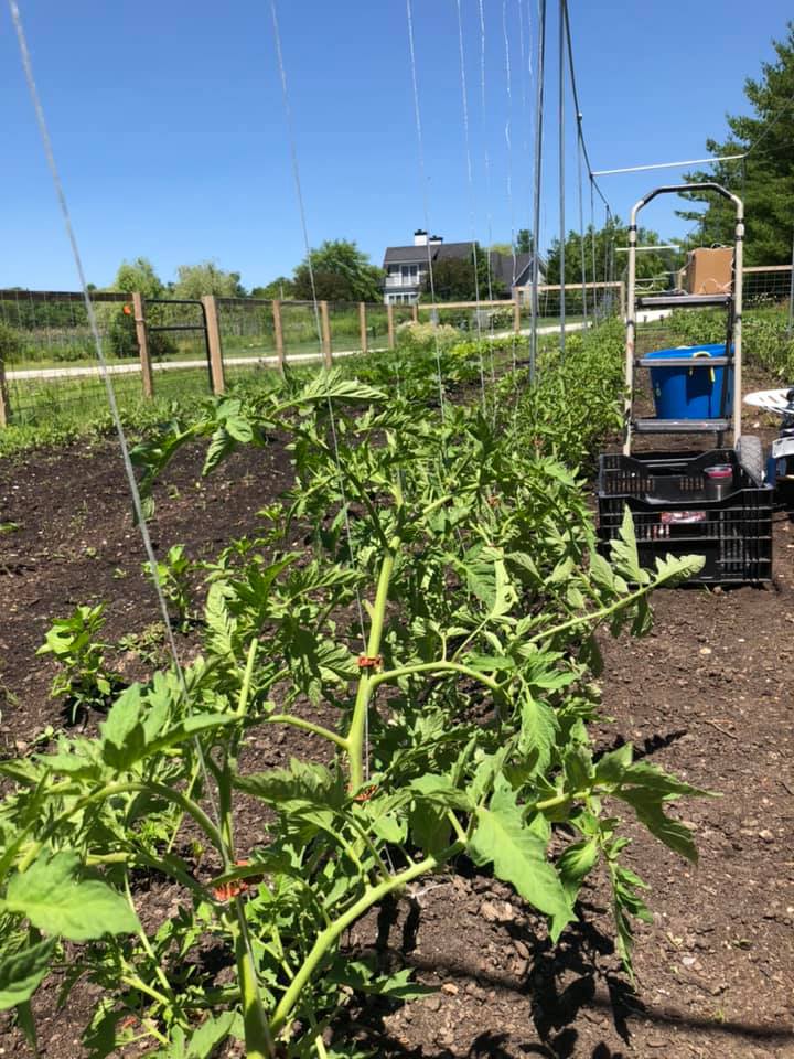 tomato plants in a Healing Garden