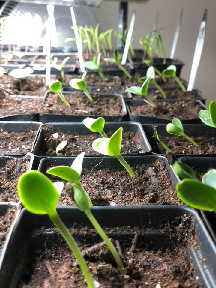 seedlings