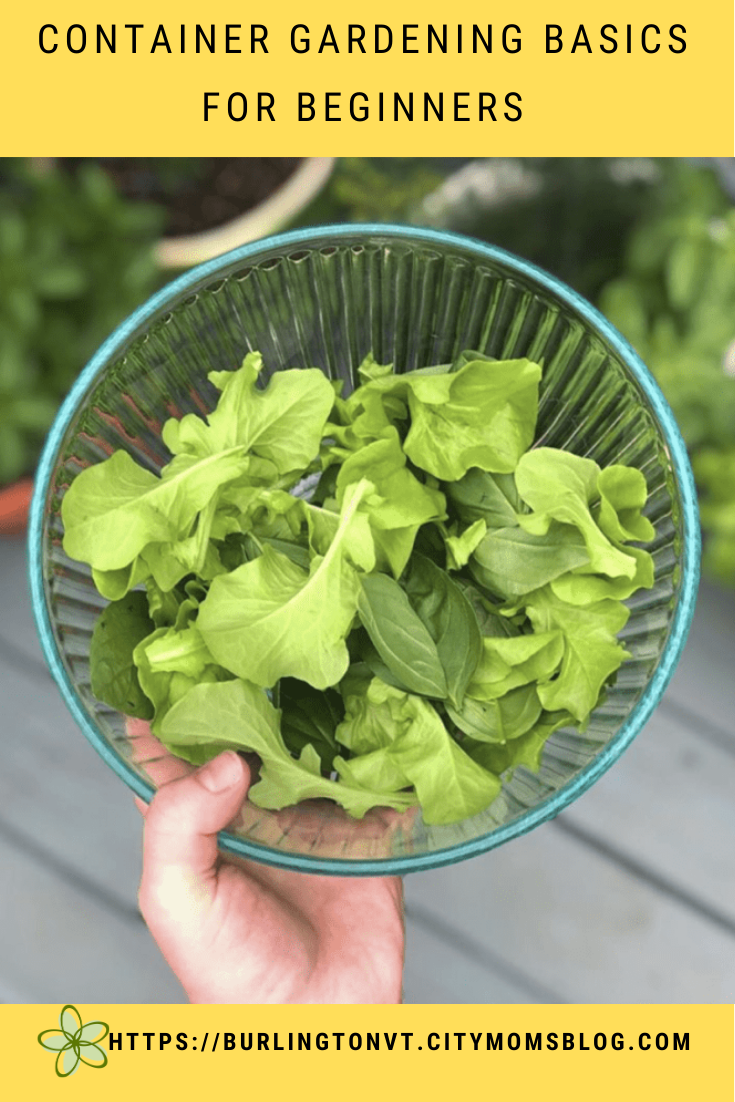 Container Gardening Basics for Beginners