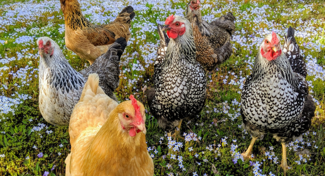 How to Raise the Backyard Chickens of Your Dreams How to Raise the Backyard Chickens of Your Dreams