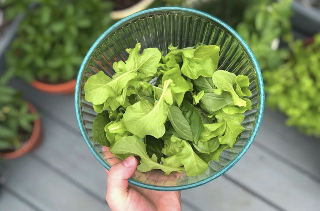 Container Gardening Basics for Beginners Lettuce in a glass bowl