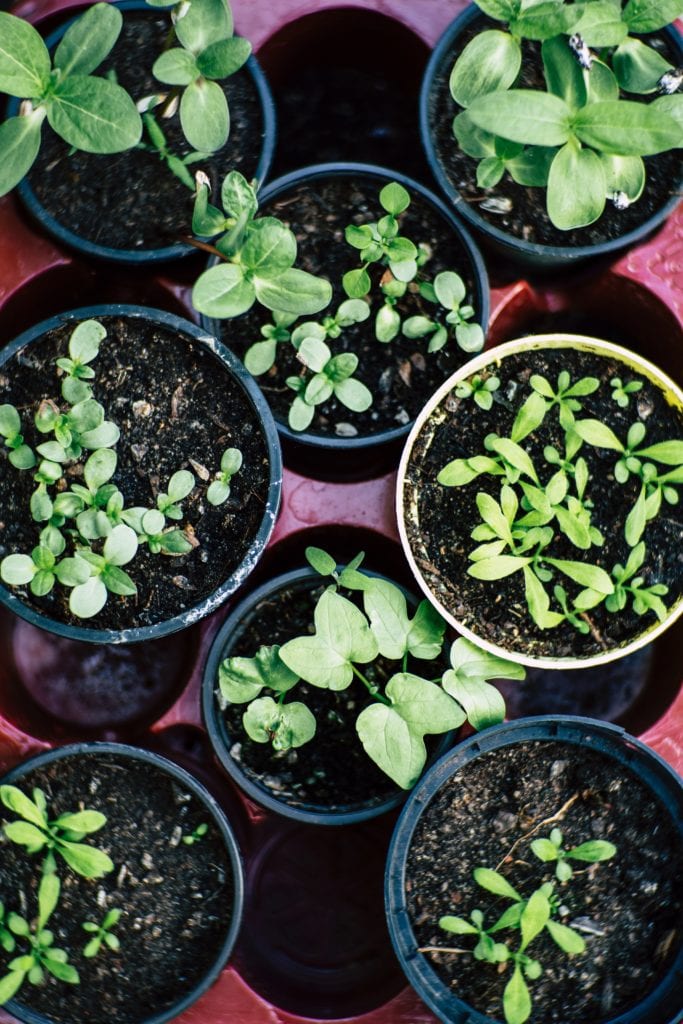 seedlings ready for the container garden