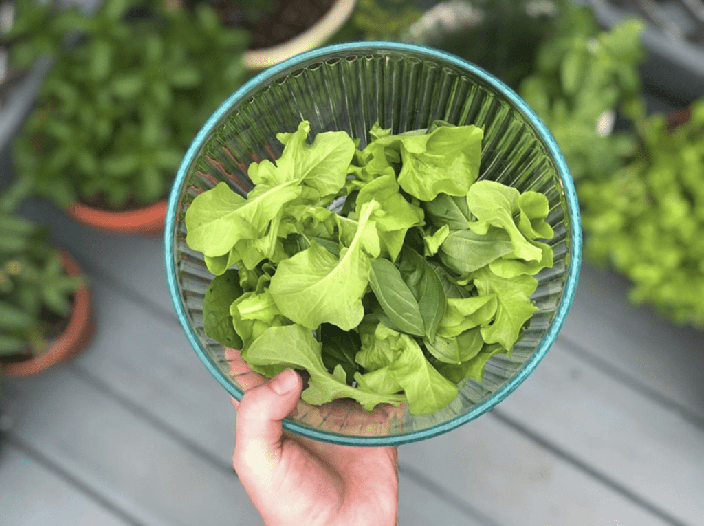 A hand holds a glass bowl filled with green lettuce from container gardening