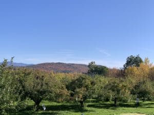 Vermont apple trees and landscape