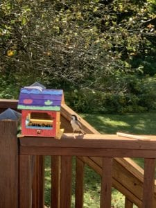 bird at homemade birdhouse