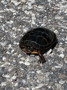 turtle on rocky ground