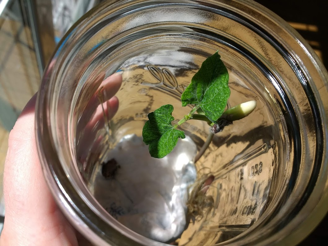 growing bean