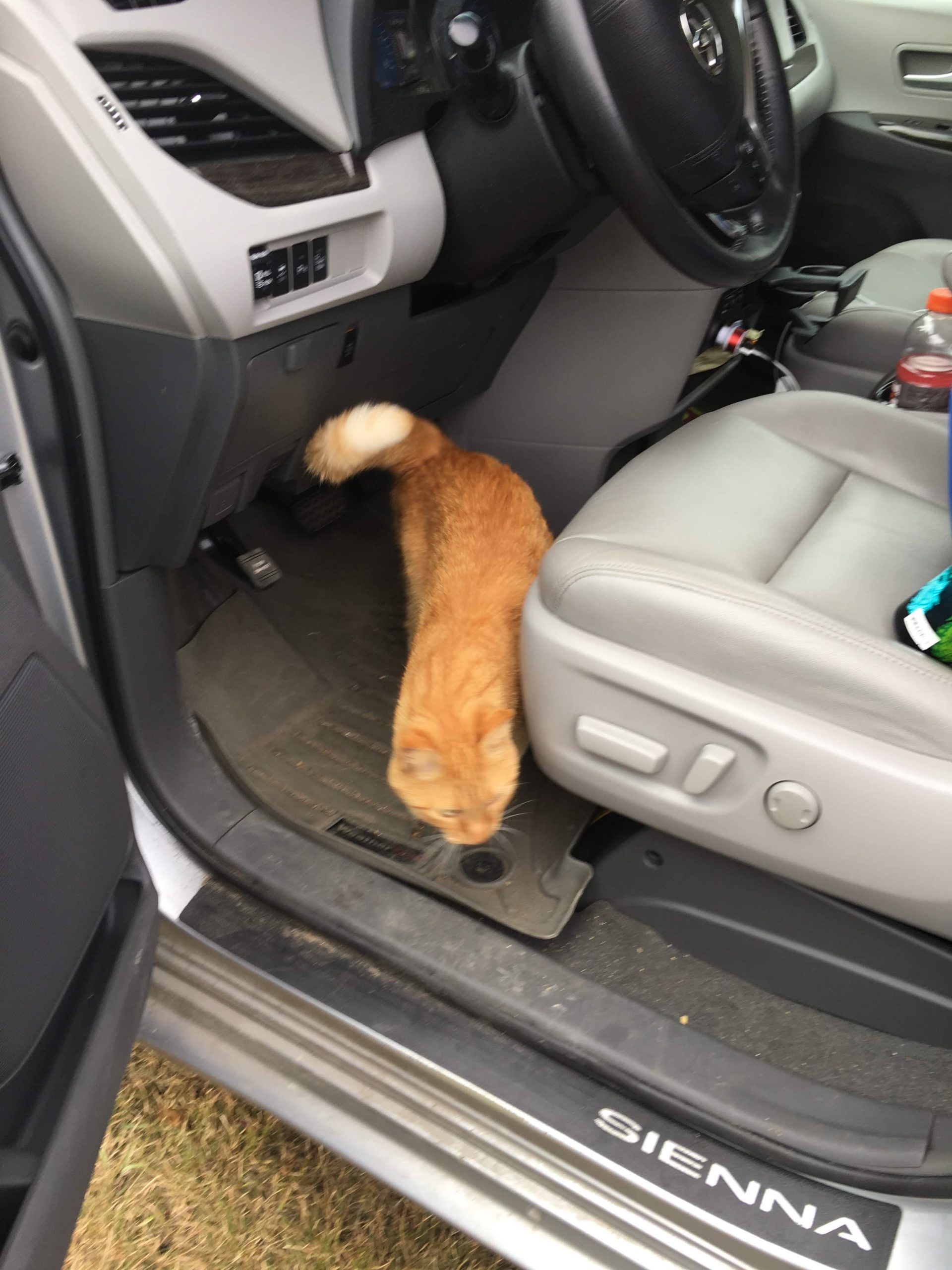 cat in a car