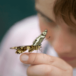 boy butterfly