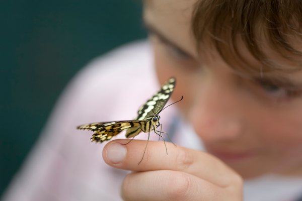 boy holding a butterfly