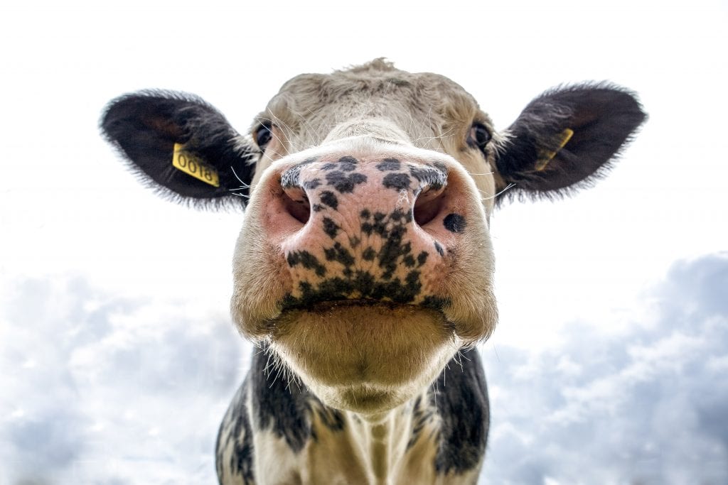cow staring at camera