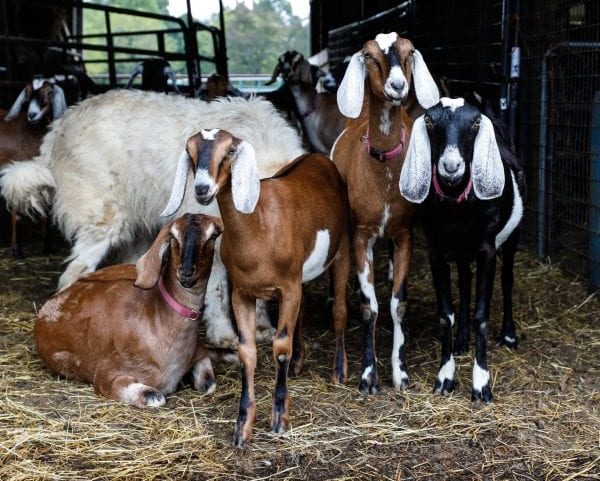 farm animals