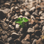 plant growing