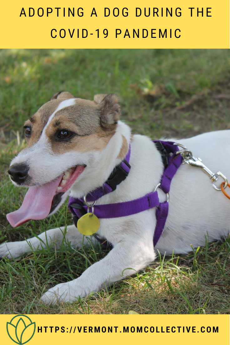 Adopting a Dog During the Covid-19 Pandemic
