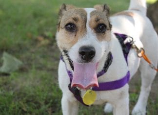 Adopting a Dog During the Covid-19 Pandemic Happy Dog