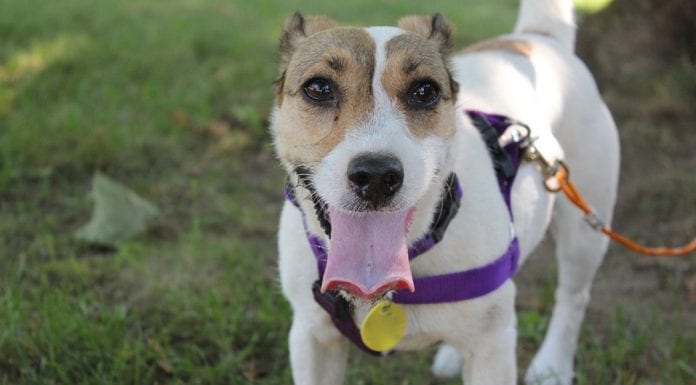 Adopting a Dog During the Covid-19 Pandemic Happy Dog