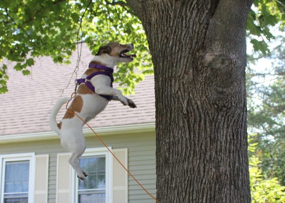dog jumping up tree