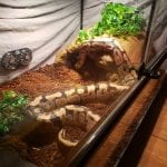 snake 5