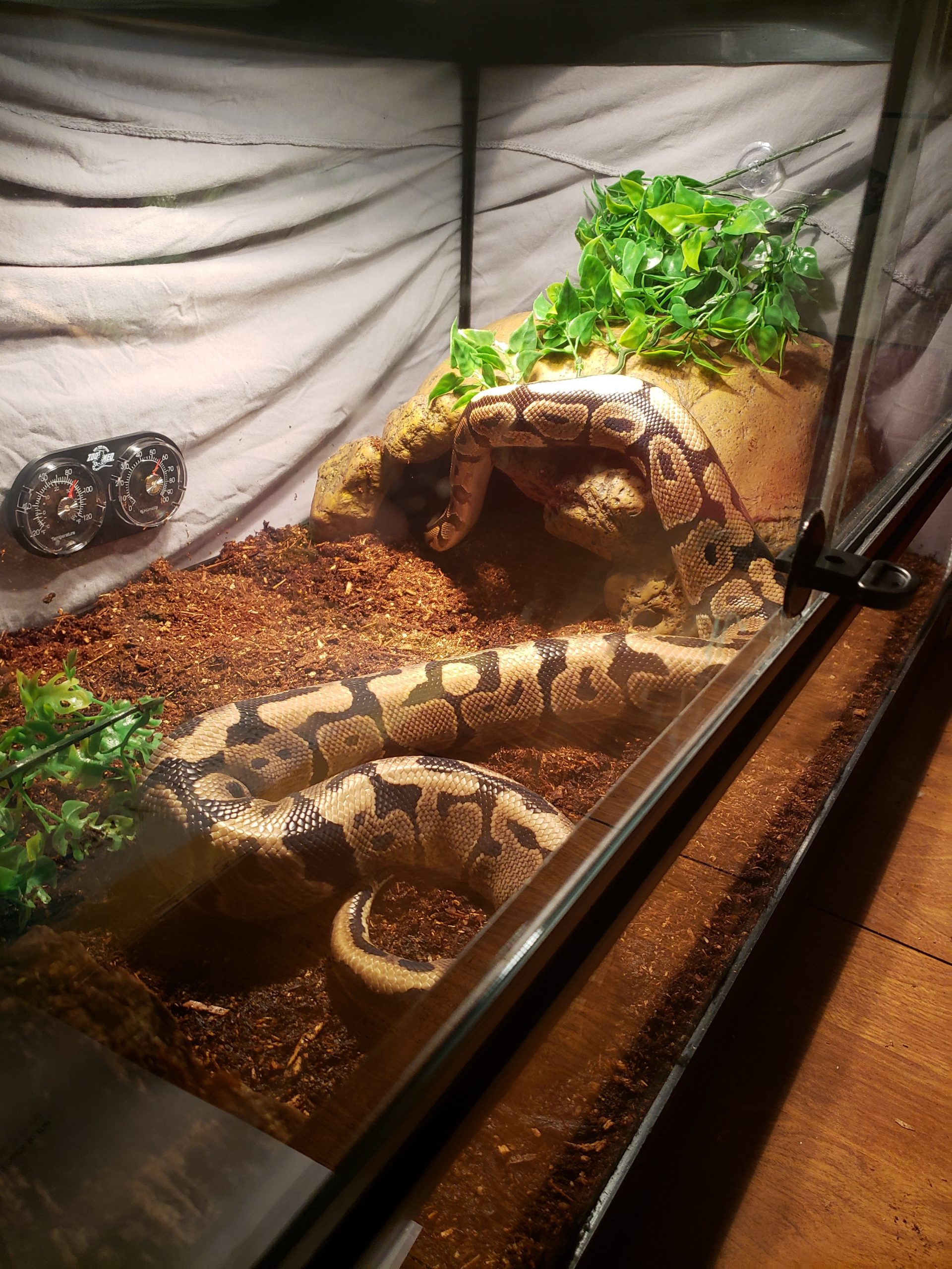 large snake in a cage