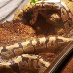 snake featured image