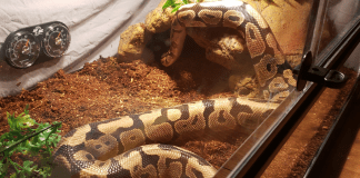 My Son’s Pet Snake, and How I Learned to Love a Reptile My Son's Pet Snake, and How I Learned to Love a Reptile