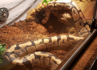 My Son’s Pet Snake, and How I Learned to Love a Reptile My Son's Pet Snake, and How I Learned to Love a Reptile