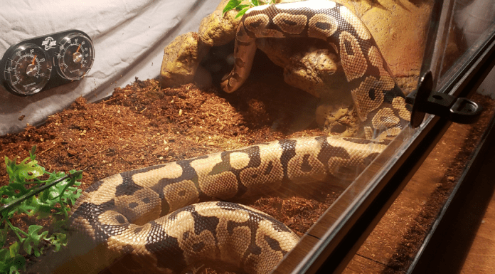 My Son’s Pet Snake, and How I Learned to Love a Reptile My Son's Pet Snake, and How I Learned to Love a Reptile