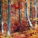 fall-3089995_1280