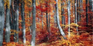 Outdoor Autumn Activities for the Whole Family to Enjoy