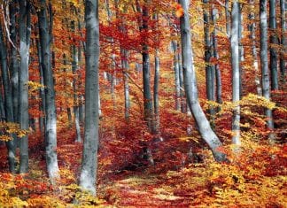 Outdoor Autumn Activities for the Whole Family to Enjoy
