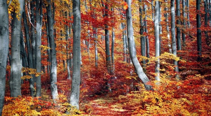 Outdoor Autumn Activities for the Whole Family to Enjoy