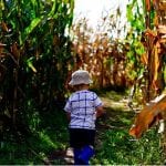 cornfield-3599229_640