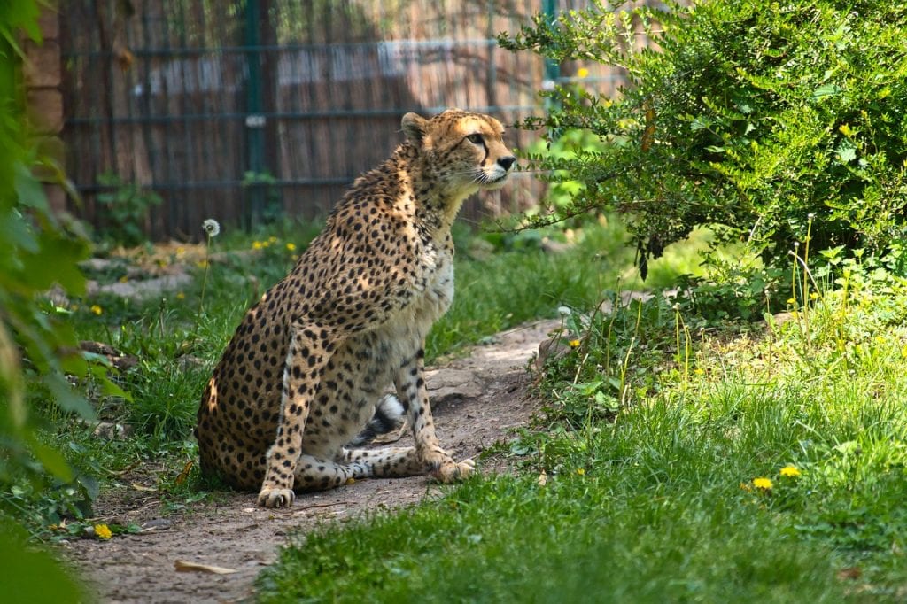 cheetah in a cage