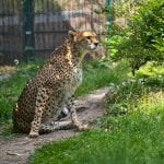 cheetah-5215980_1280