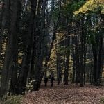 A trail in the forest, in late fall