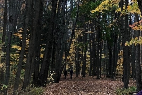 darkened path through autumn hardwood forest
