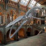 national-history-museum-4314035_640