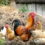 chickens