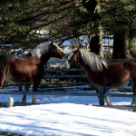 draft horses in a snowy field