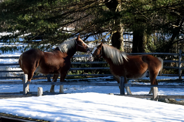 horses in a snowy field in the spring