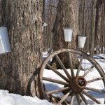 maple-syrup-1