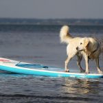 paddledog