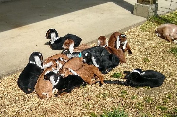 goats you can visit in Manchester